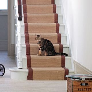 carpet on white staircase and black cat