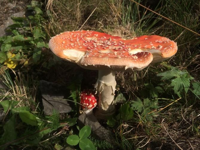 There are mushrooms out on course
