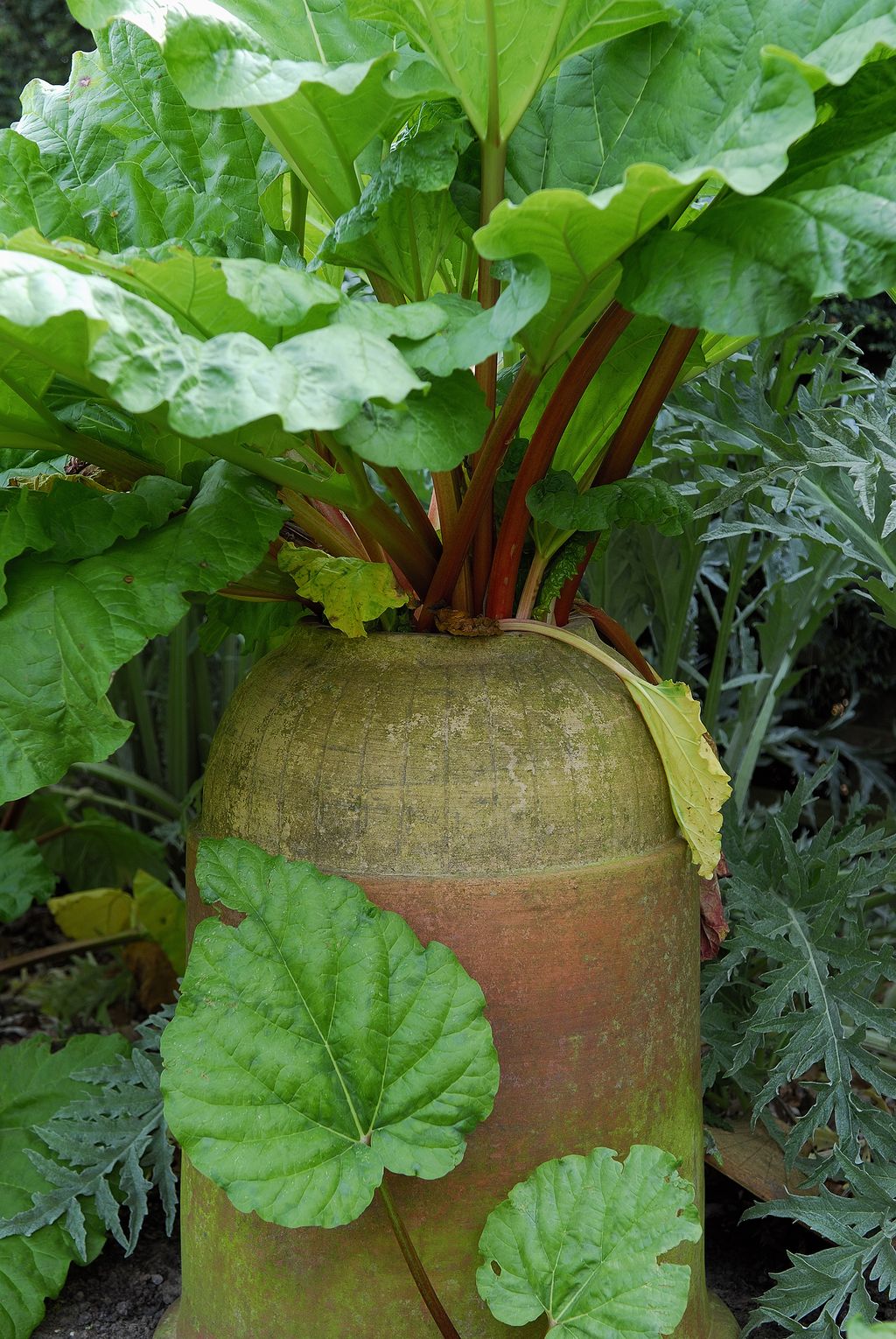 When to plant rhubarb for a delicious crop of crunchy stems