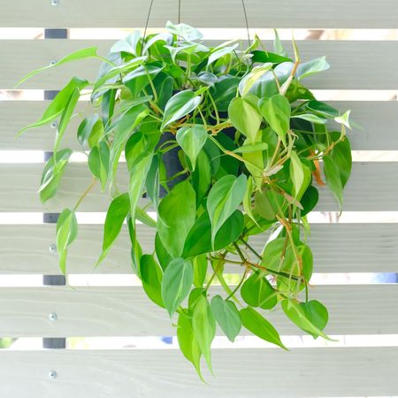 A philodendron plant growing in a hanging basket