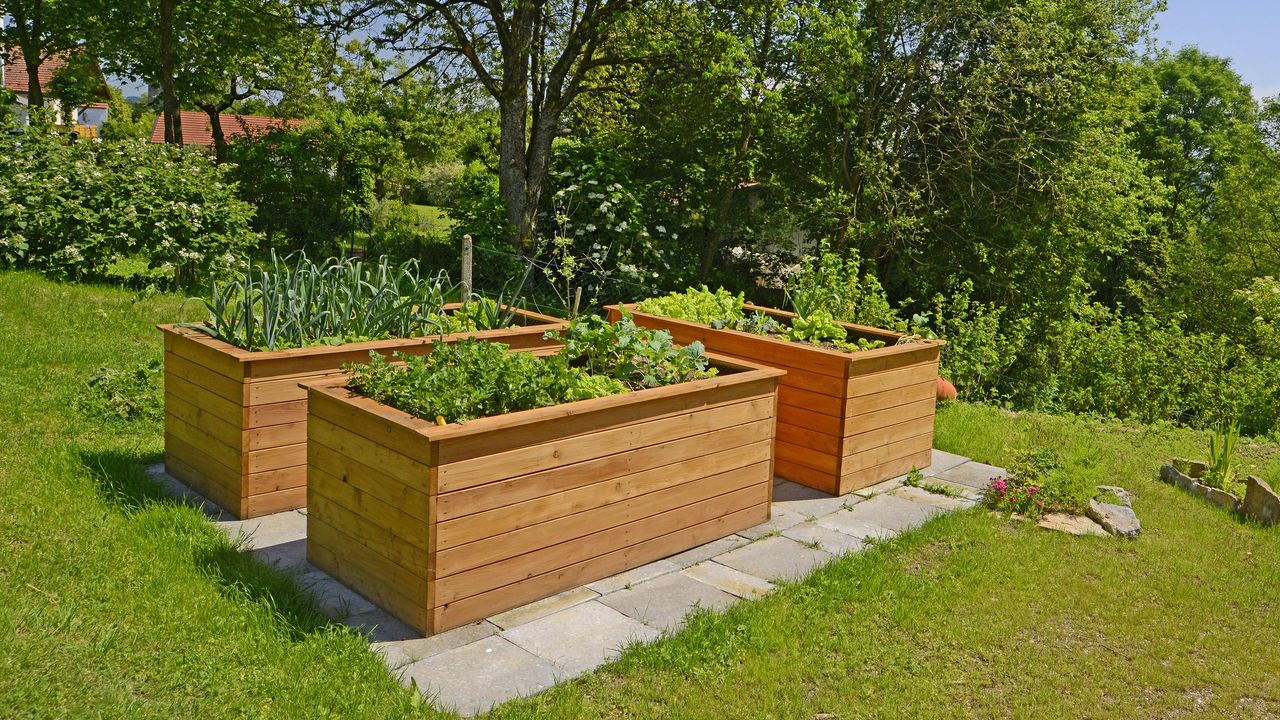 Wooden raised beds in garden