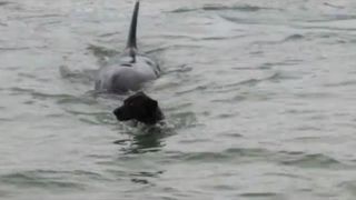 A screengrab from Deonette De Jongh's video of a dog's encounter with an orca.