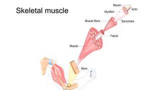 simple diagram depicts the bundles of fibers that make up the larger bicep muscle
