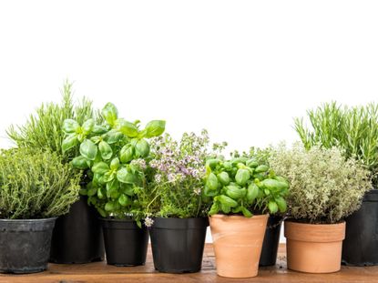 A Variety Of Potted Herbs