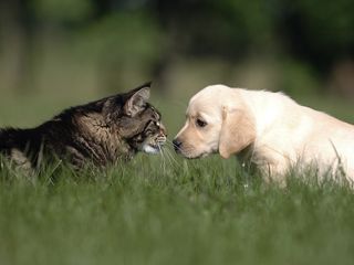 Golden retriever puppy and cat.