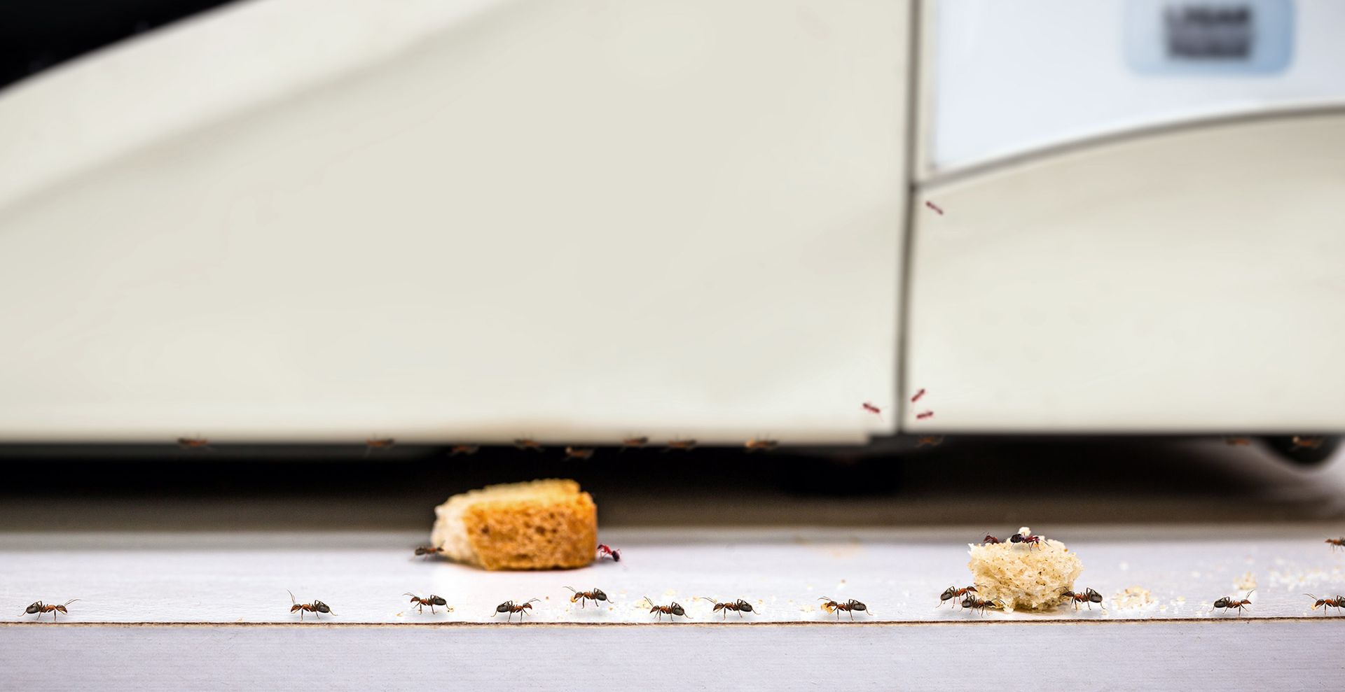 ants carrying food scraps along a kitchen countertop