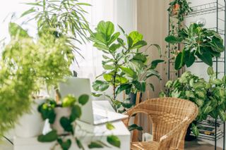 house plants surrounding a desk