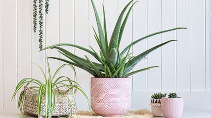 Aloe plant care – aloe vera plant with other houseplants