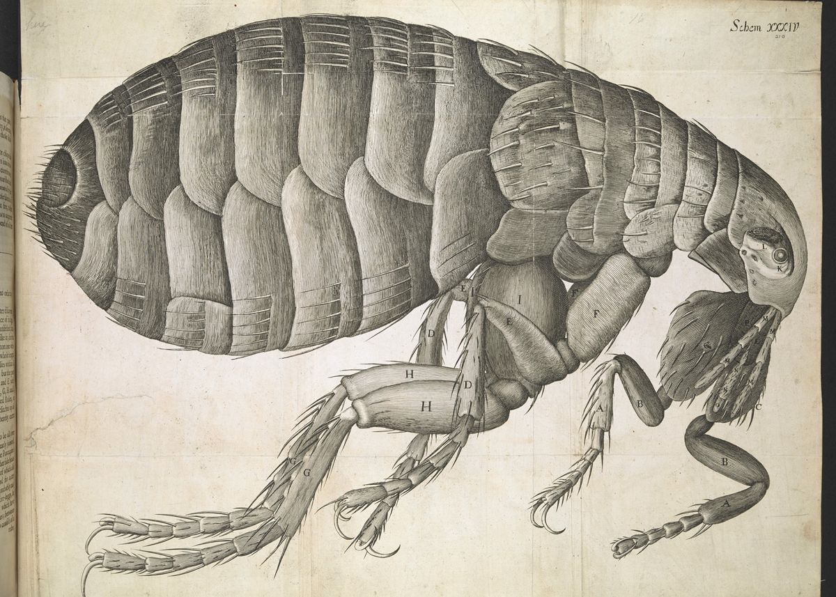 Robert Hooke: Hücreyi keşfeden İngiliz bilim adamı