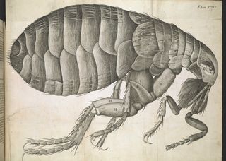 flea by Robert Hooke