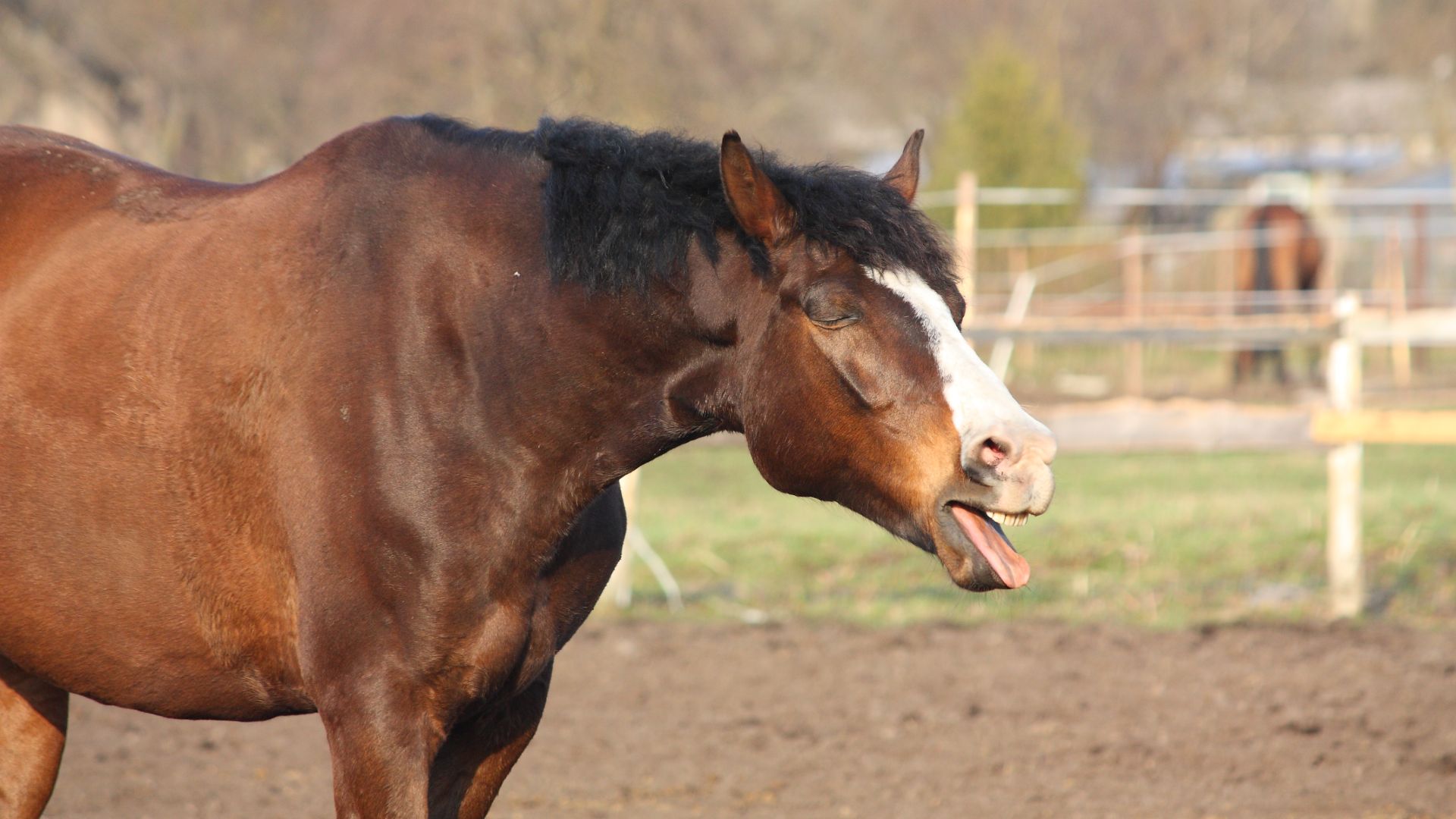 Bay horse yawning tongue out