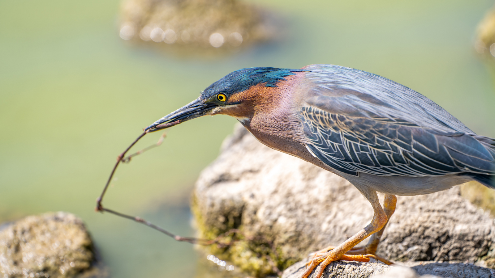 Green heron (Butorides striatus) stands on the shore of the lake with a stick in its beak. Heron fishes with a twig.