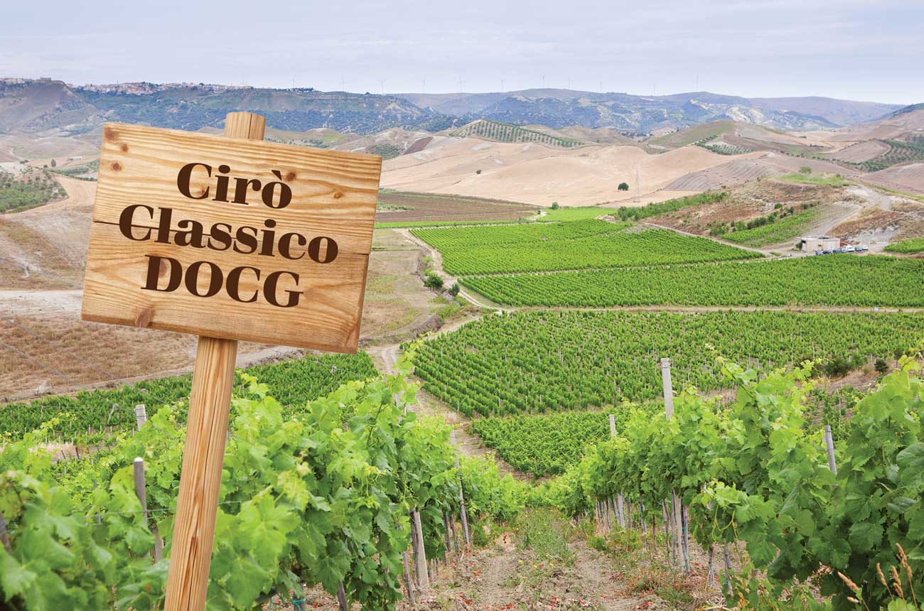 vineyard with Chianti Classico DOCG sign