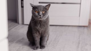 Popular cat breeds