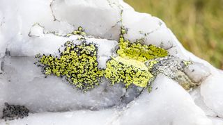 lichen growing on quartz rocks