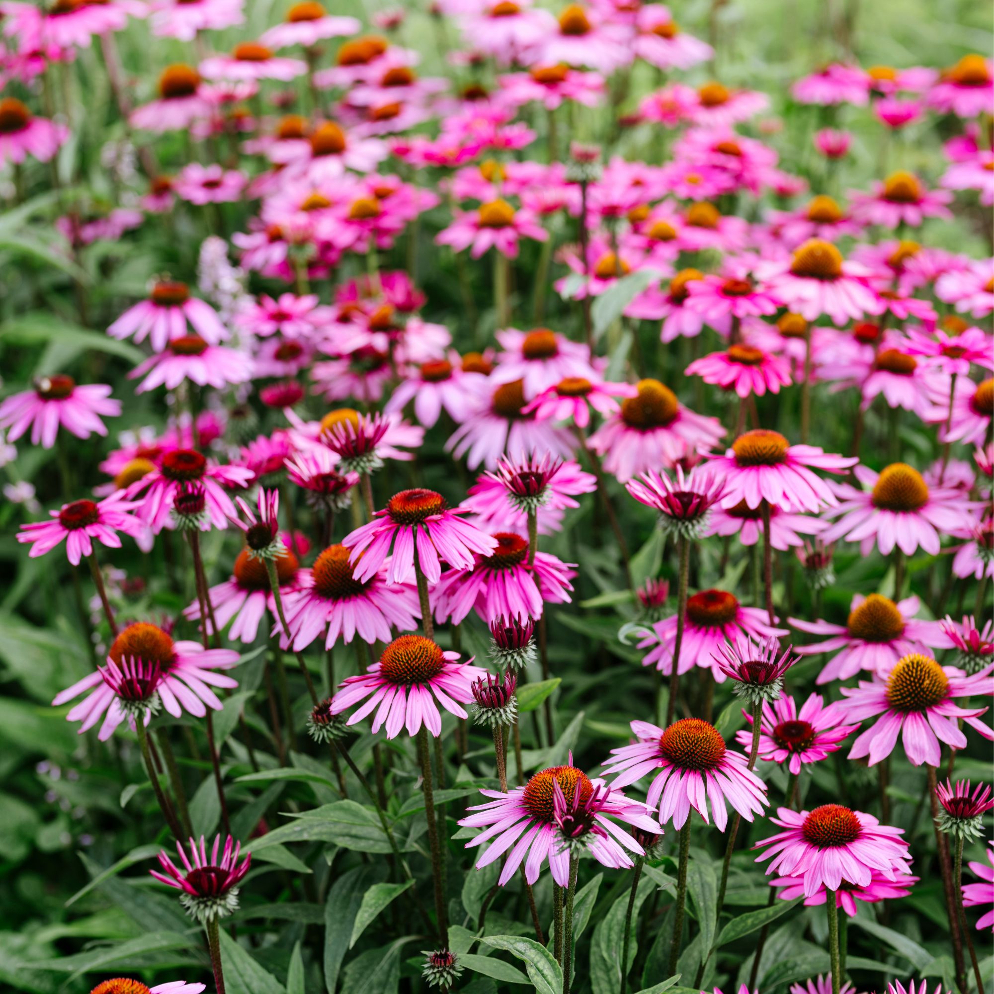 coneflowers