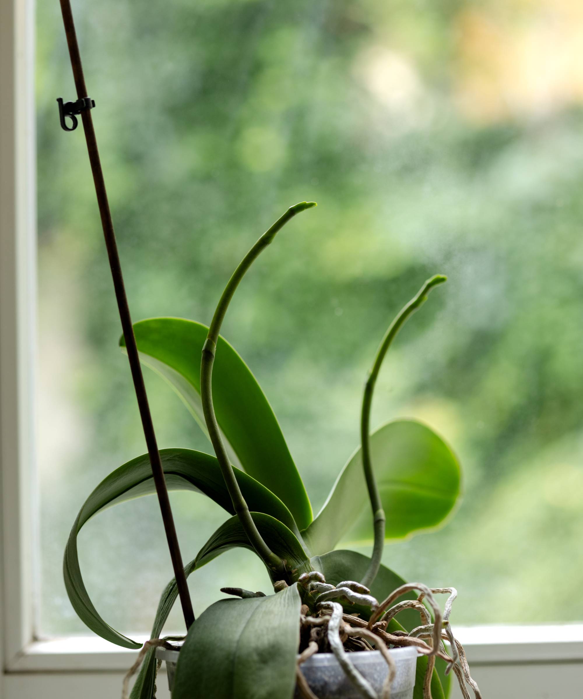 New orchid flower spikes