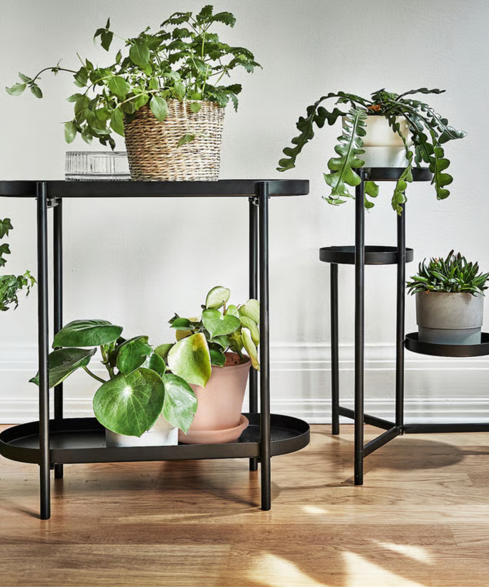 Black steel plant stand in a white living room