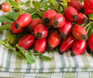 Rose hips, rose haws