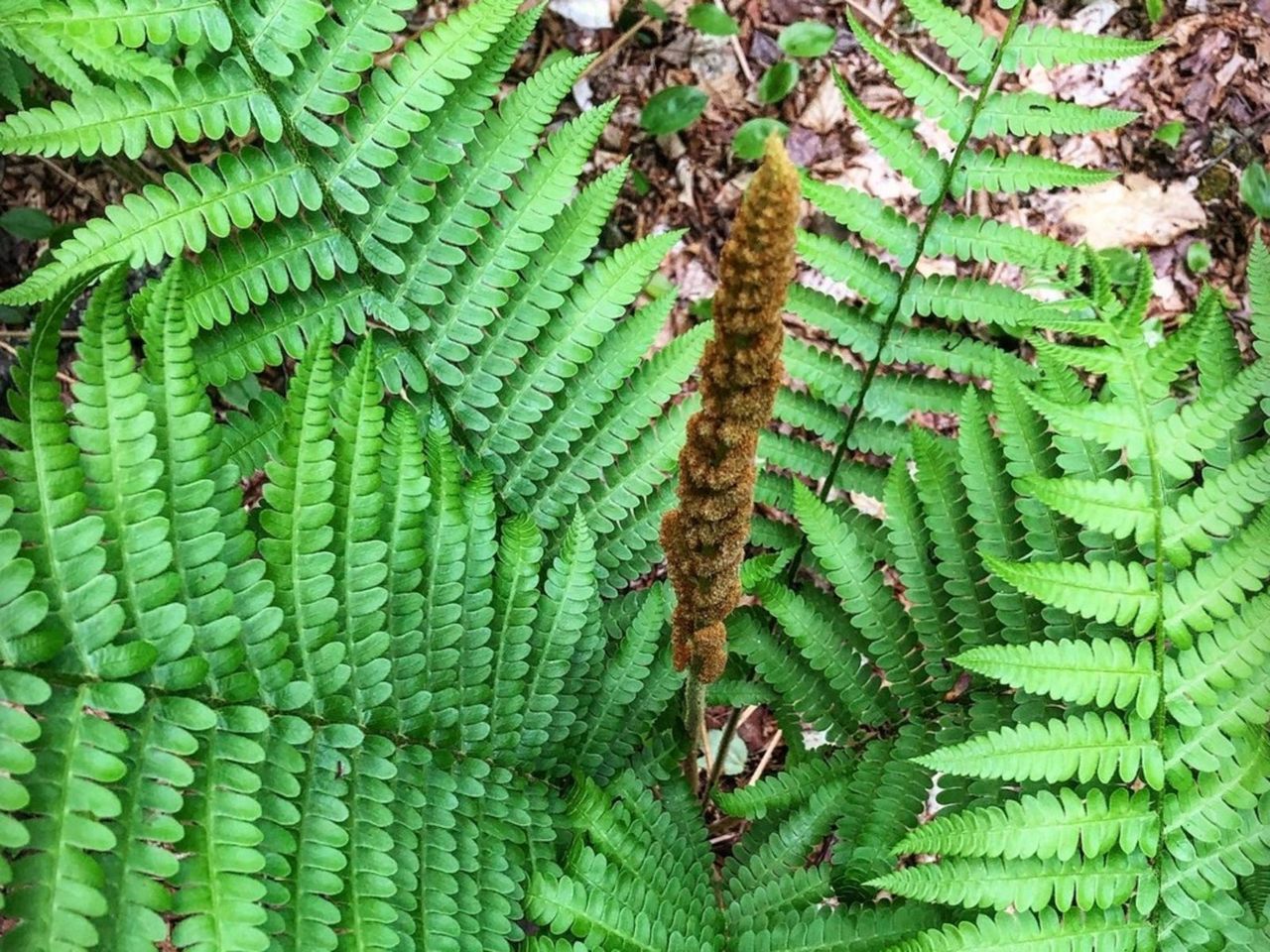 A Cinnamon Fern Plant