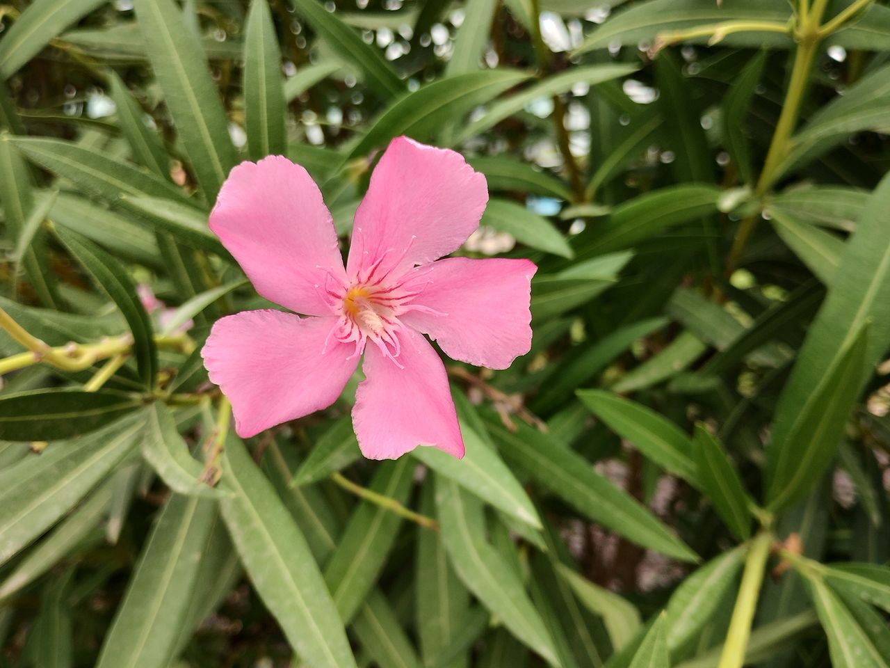Moto G62 camera sample