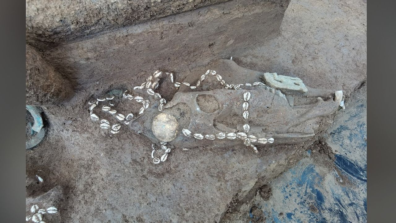 Warriors from their retinue and horses for drawing chariots were sacrificed by being buried alive at the funerals of members of the wealthy clan