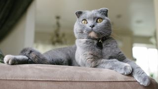 Scottish fold cat lying on couch