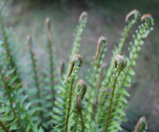 Sword fern leaves unfurling