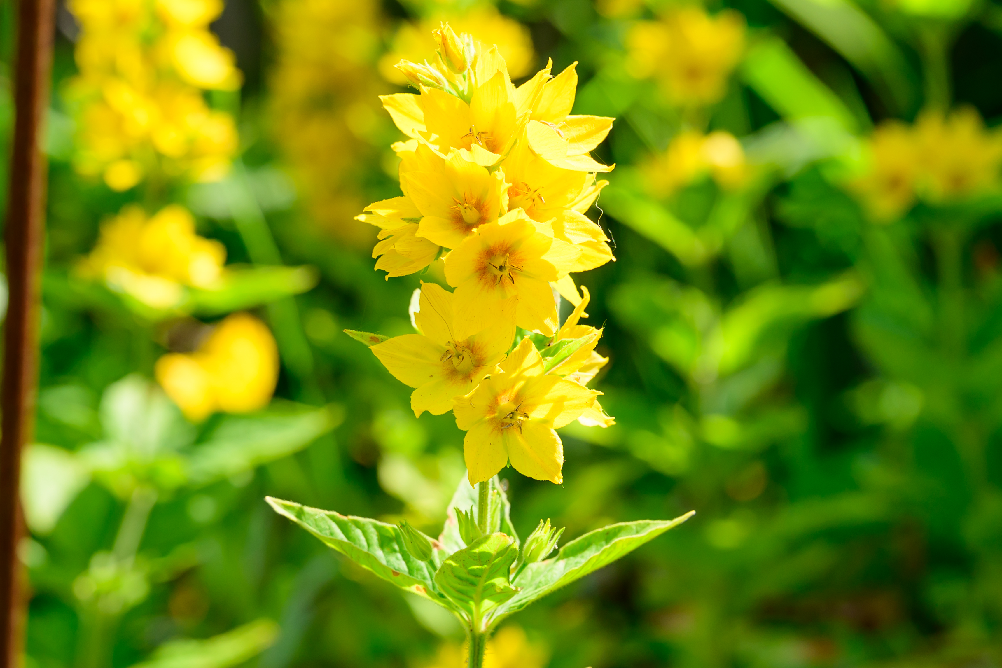 A photo of a yellow flower shot on the Nikon Z5II. This is a crop into a full sized photo to demonstrate resolution.