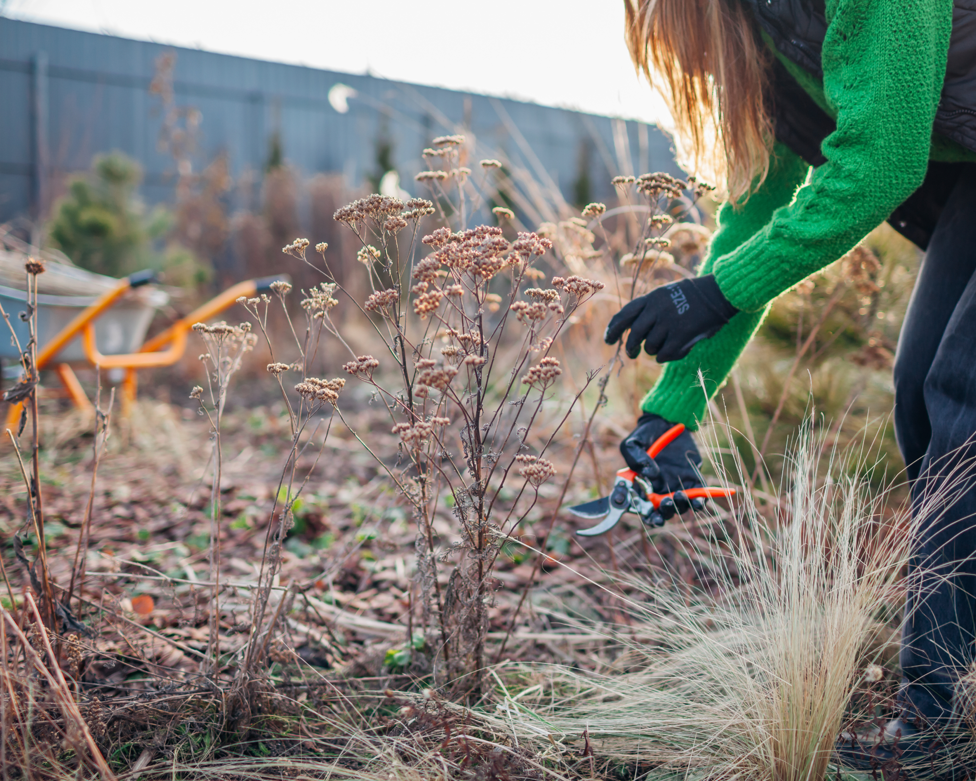 woman pruning dead stems in spring garden