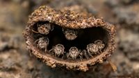 A close-up of several bees emerging from a hollow, natural nest, showcasing their intricate details and textures
