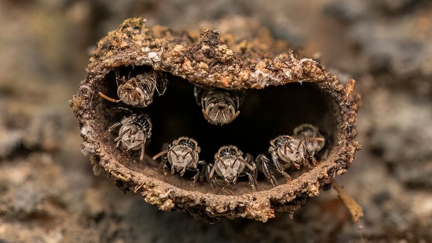 A close-up of several bees emerging from a hollow, natural nest, showcasing their intricate details and textures