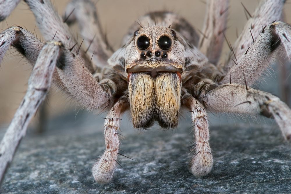 wolf spider pics