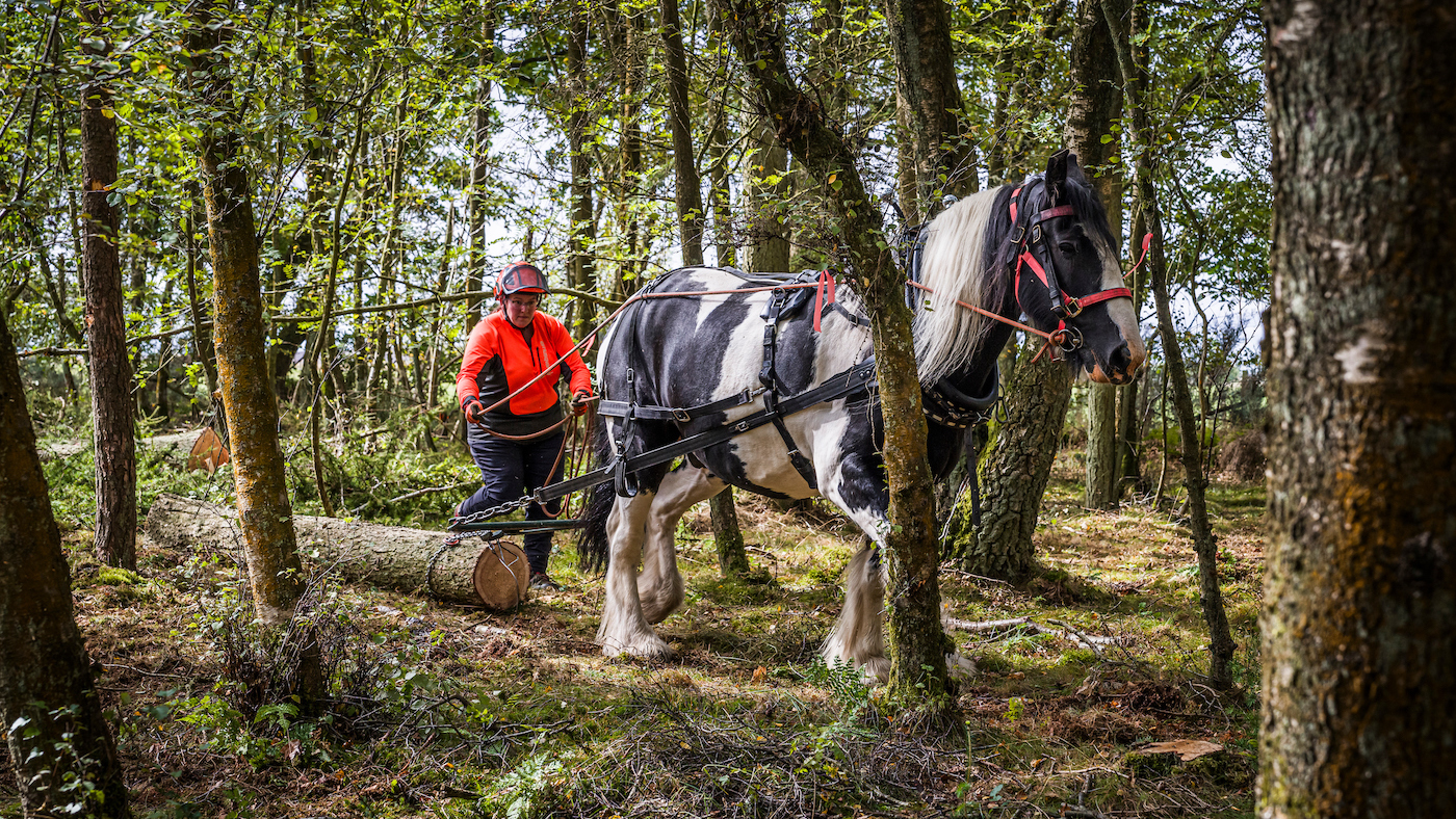 Future Forestry-093