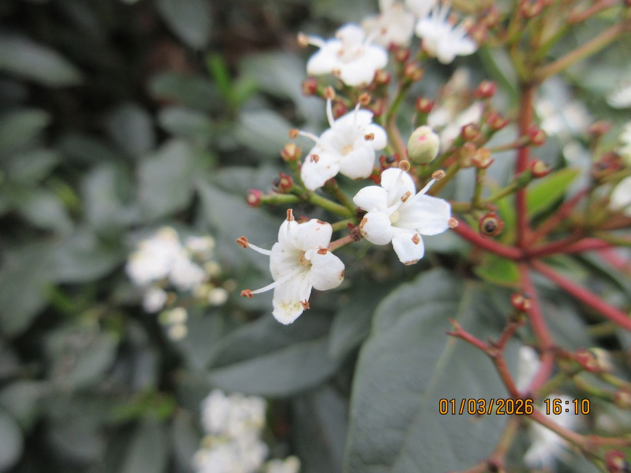 A photo taken on a Canon PowerShot Elph 360 HS A / IXUS 285 HS A compact camera