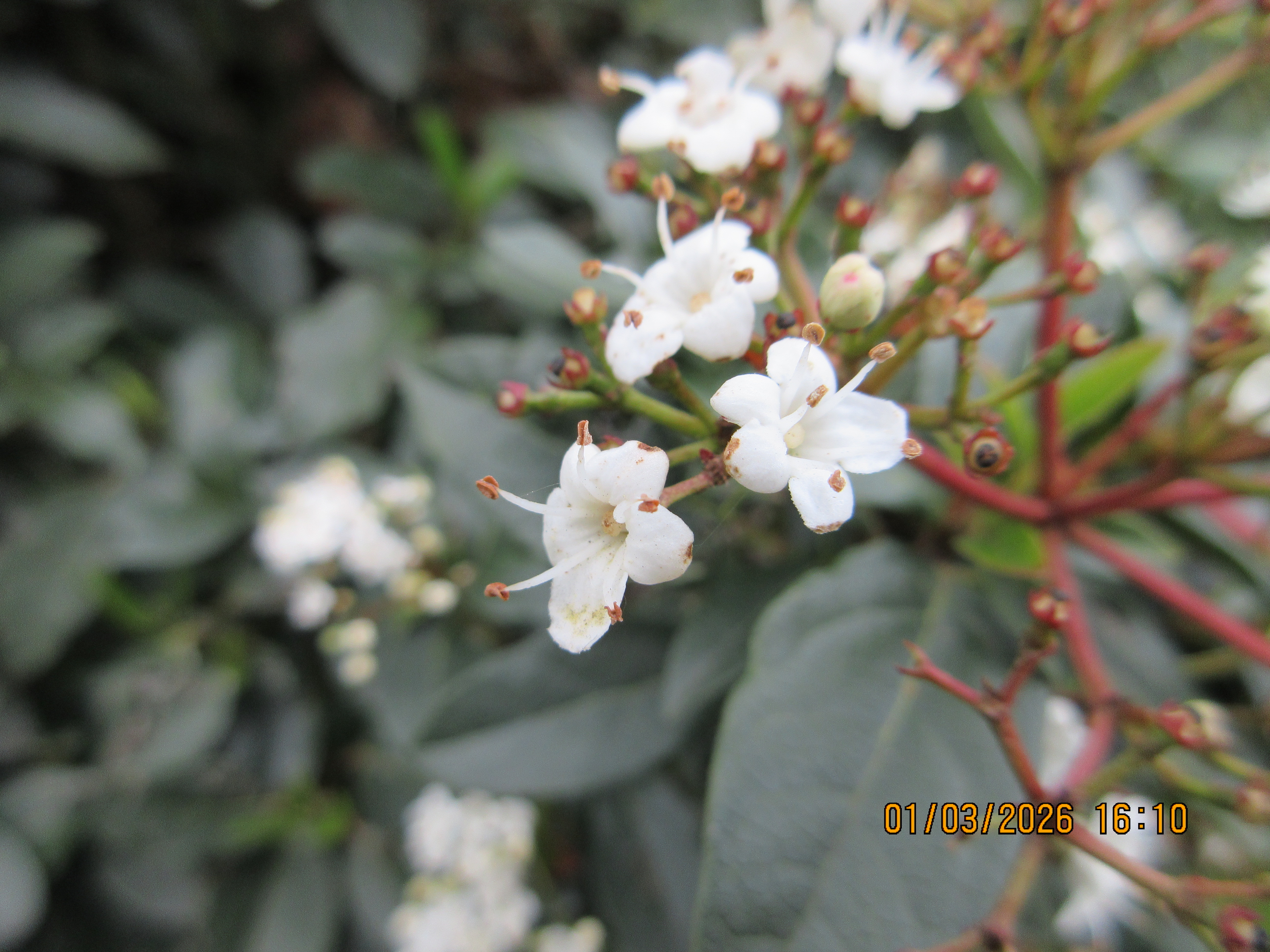 A photo taken on a Canon PowerShot Elph 360 HS A / IXUS 285 HS A compact camera