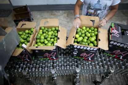 This lime shortage is going to put a real squeeze on your margarita intake