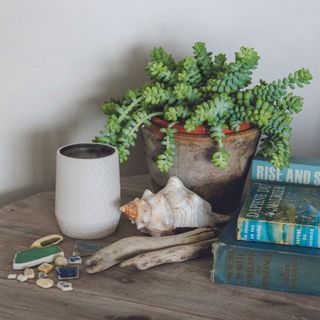 burro's tail houseplant on wooden table with coastal decor