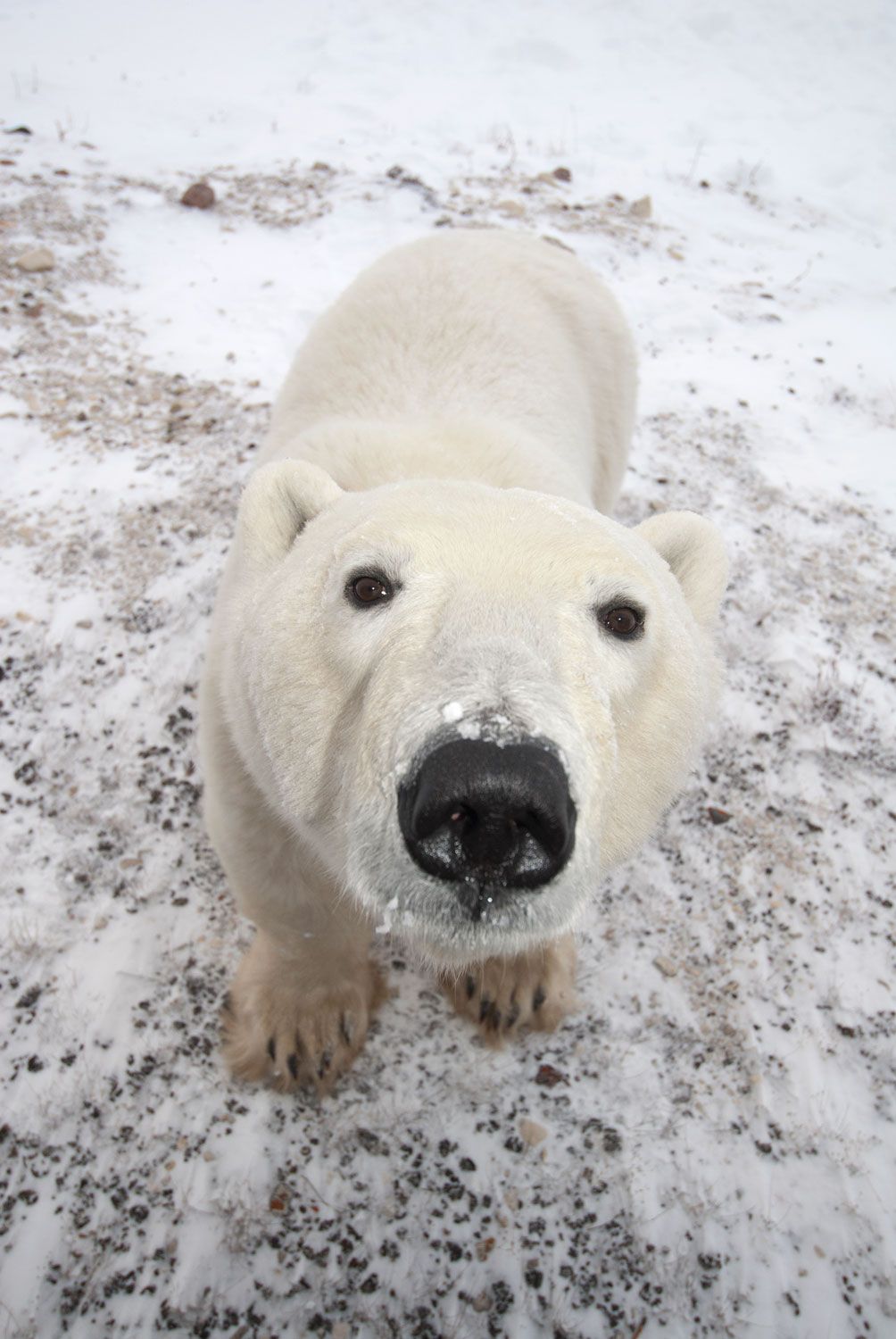 Polar bear sleeping on tiny iceberg drifting in Arctic sea captured in  heartbreaking photo