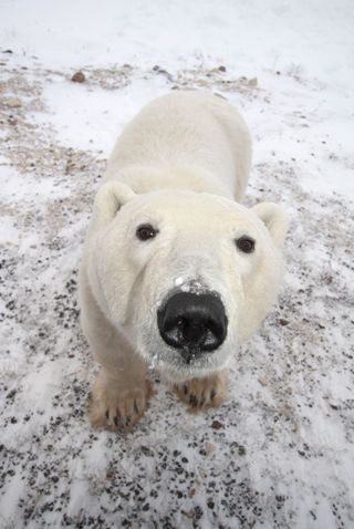 polar bear, arctic,