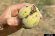Hand Holding A Peach With Shot Hole Fungus