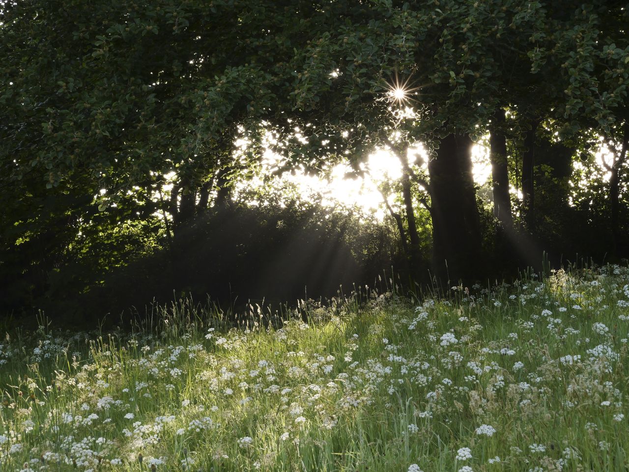 Sample image taken with the Panasonic Lumix L10; a wildflower meadow, with early sunlight bursting through trees