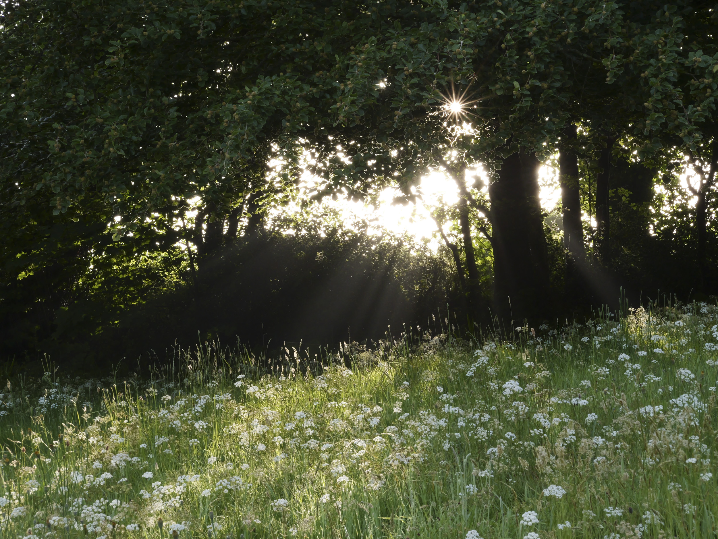Sample image taken with the Panasonic Lumix L10; a wildflower meadow, with early sunlight bursting through trees