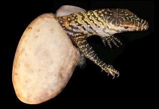 komodo dragon hatching