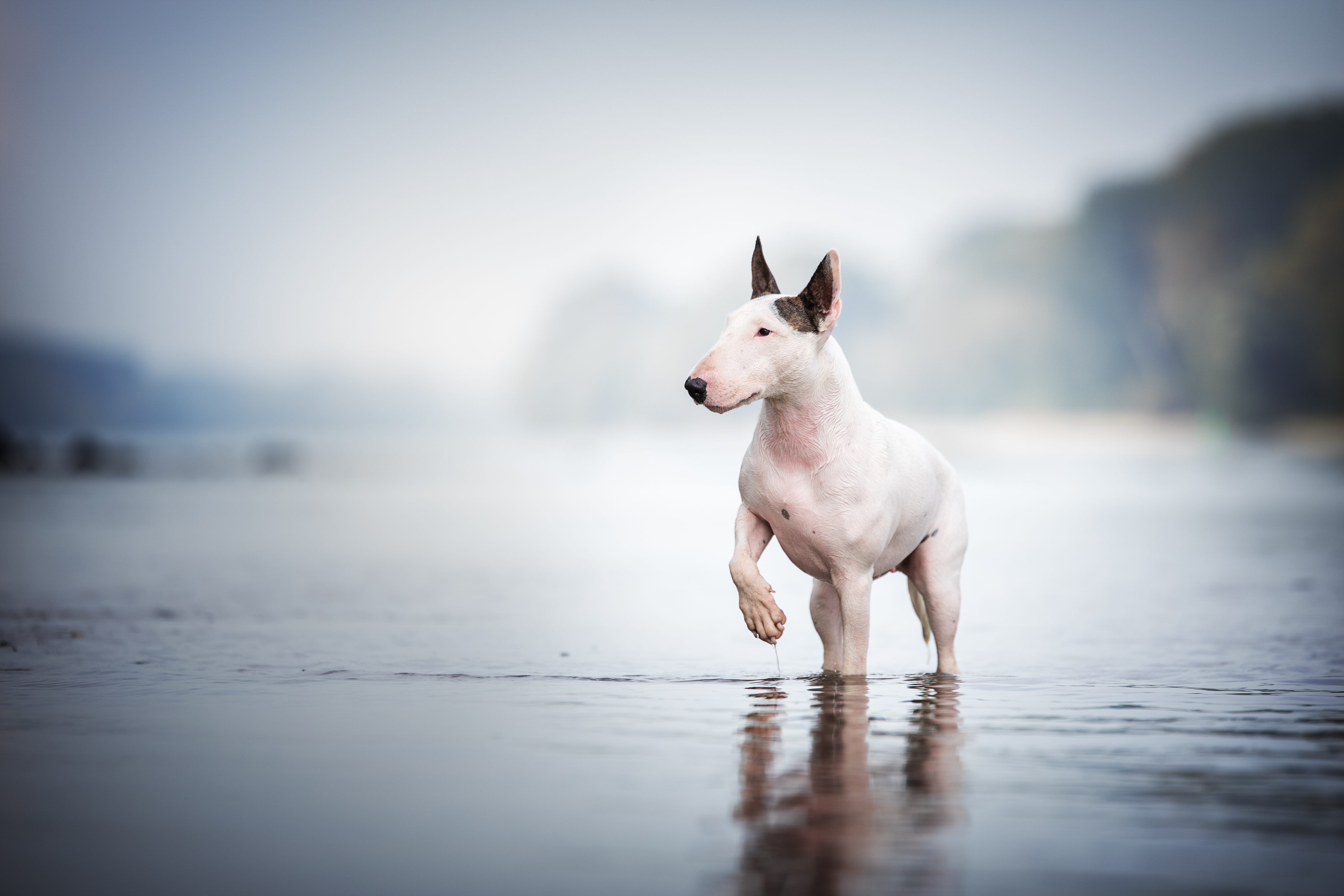 English Bull Terrier on the beach