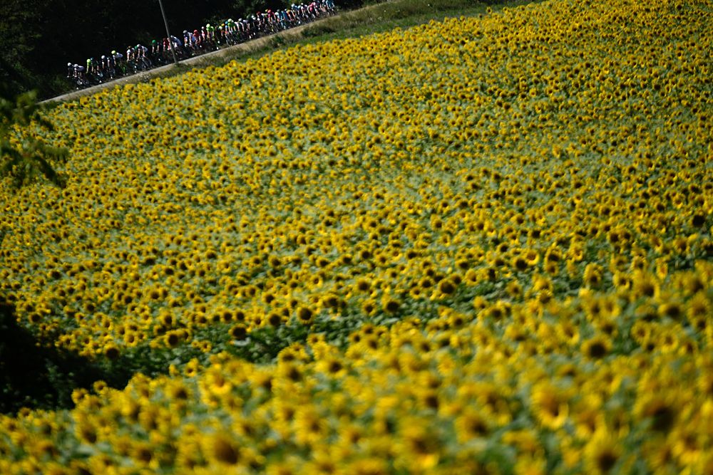 Sunflowers at the Tour de France