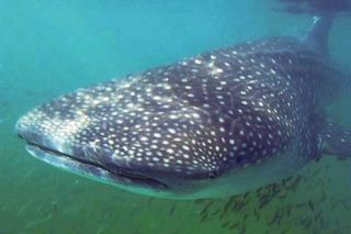 Facts About Whale Sharks