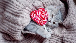 Grey kitten curled up with red heart lollipop