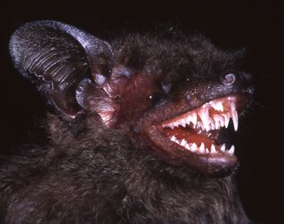 This bat is not out for your blood. It uses its impressive fangs to crunch through the tough shells of insects.