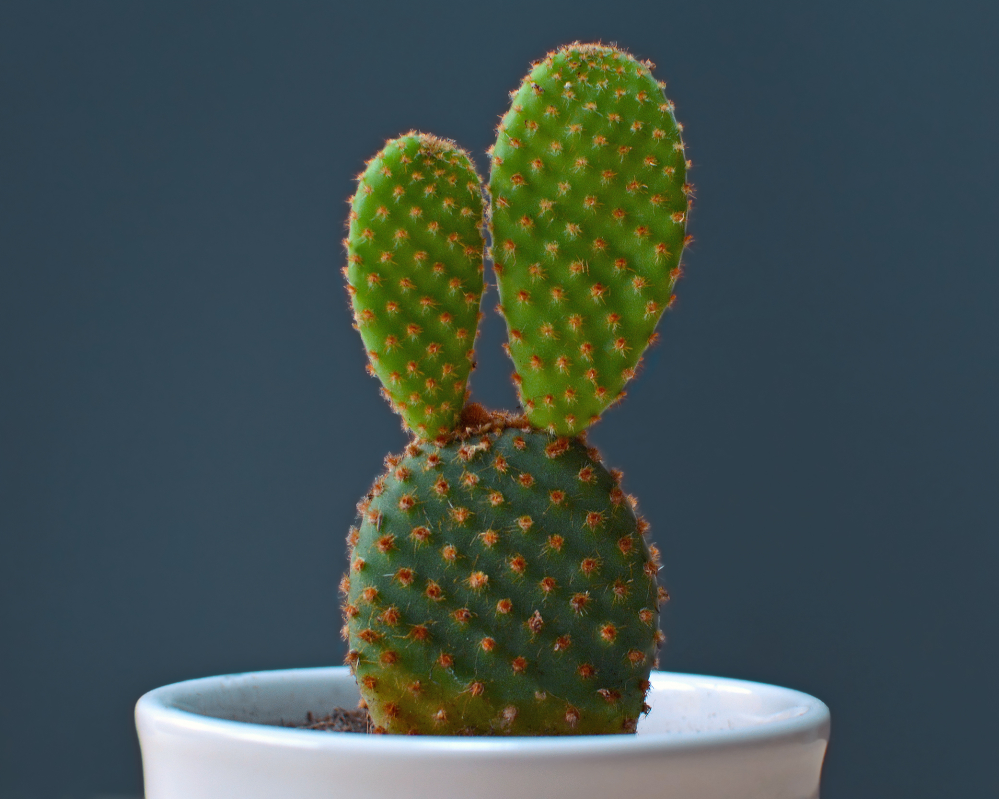bunny ear cactus